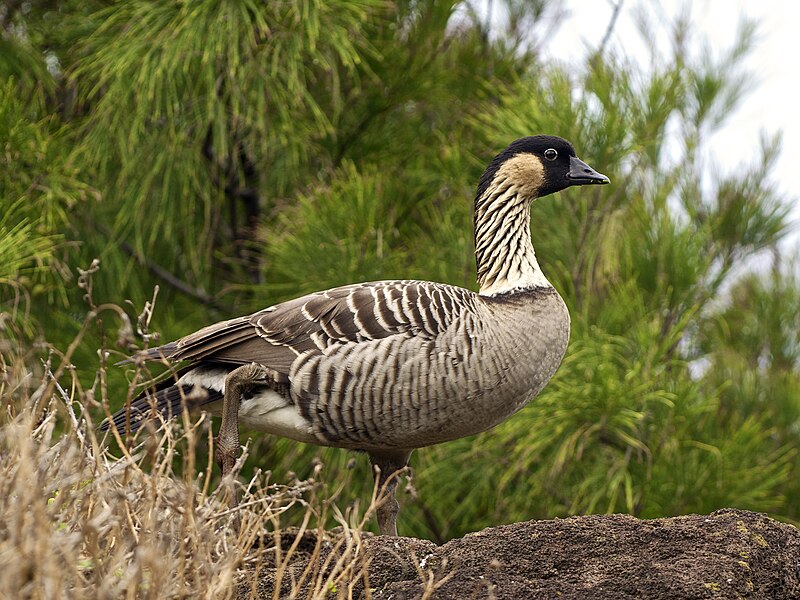 Hawaiian Goose (Branta sandvicensis) photo