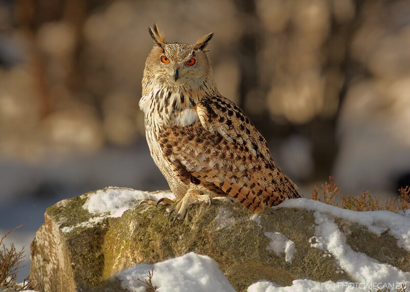 Eurasian Eagle-Owl (Bubo bubo) photo