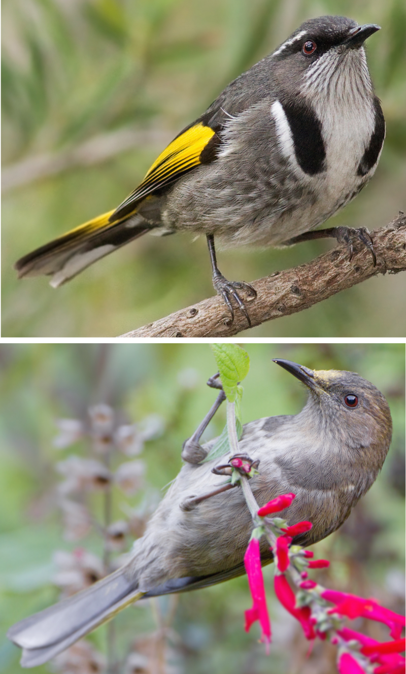 Crescent Honeyeater (Phylidonyris pyrrhopterus) photo