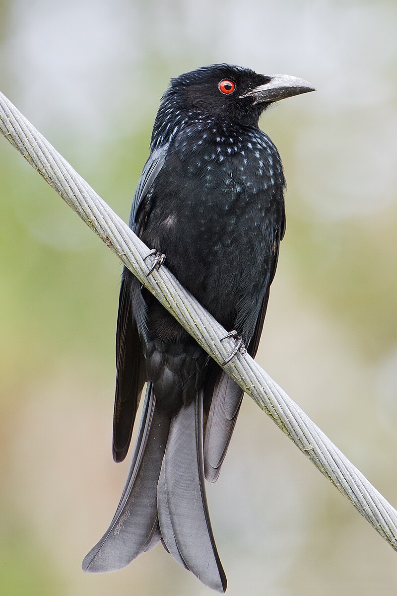 Spangled Drongo (Dicrurus bracteatus) photo