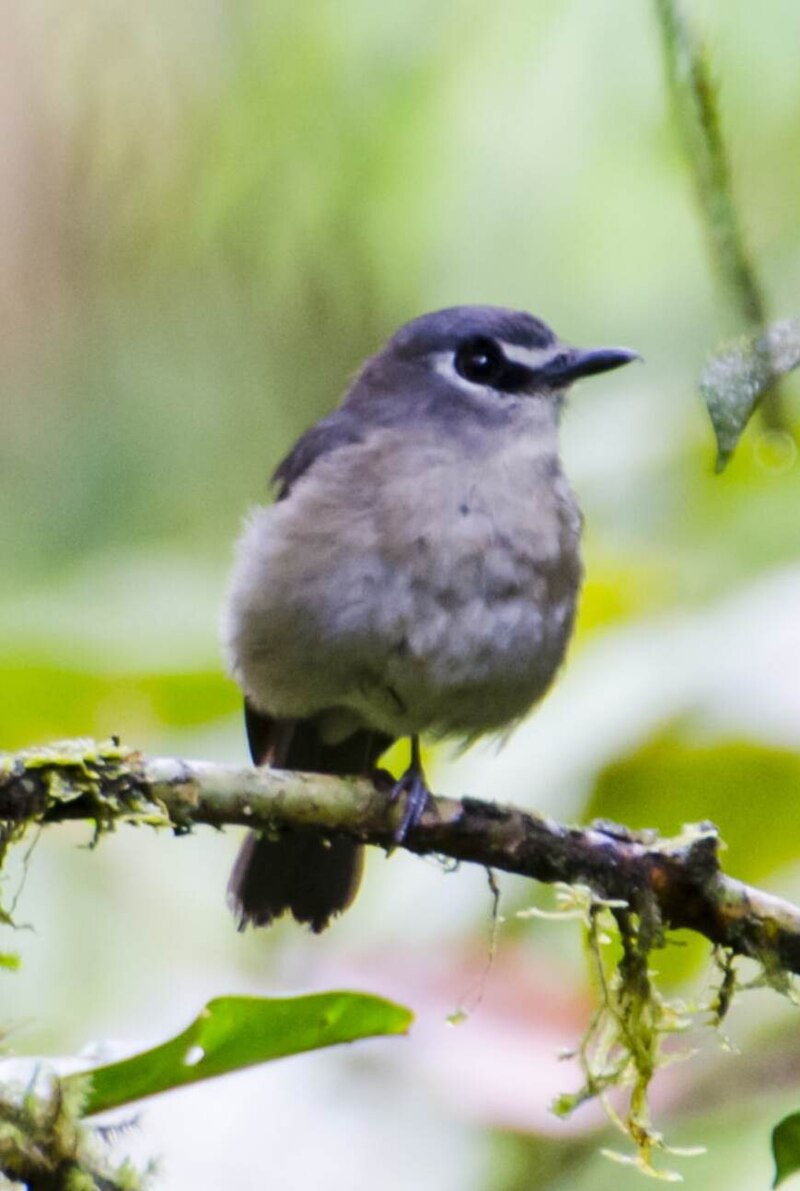 Mindanao Jungle Flycatcher (Vauriella goodfellowi) photo