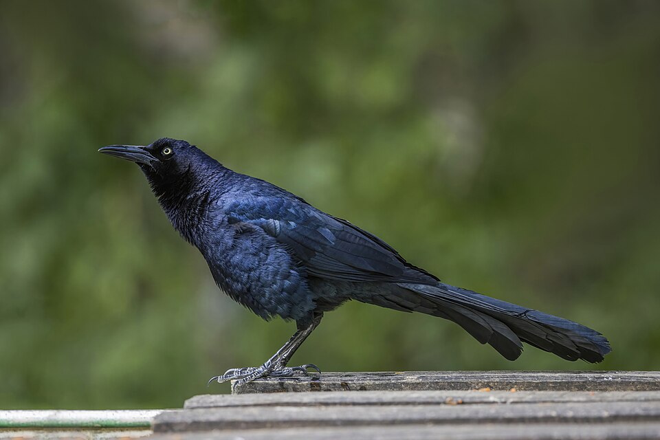 Great-tailed Grackle (Quiscalus mexicanus)