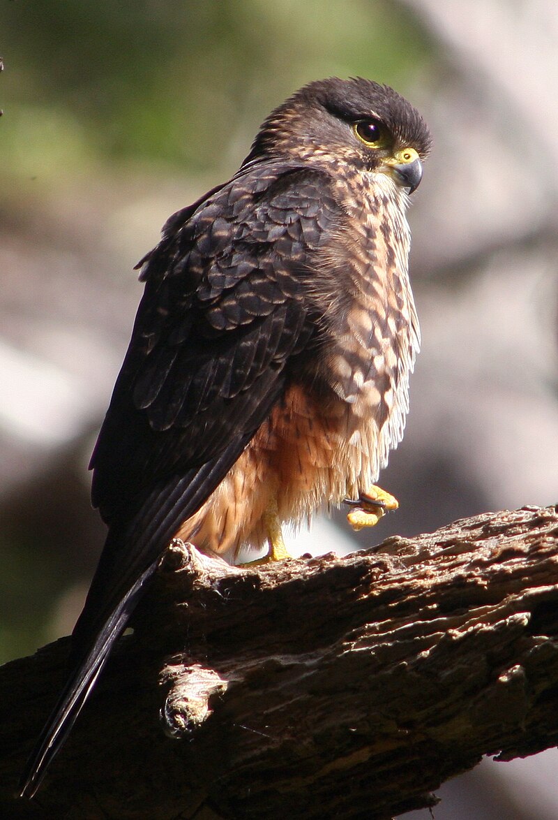 New Zealand Falcon (Falco novaeseelandiae) photo