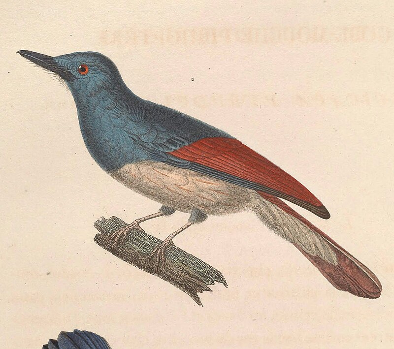 Rufous-winged Philentoma (Philentoma pyrhoptera) photo