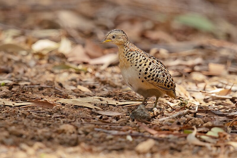 Red-backed Buttonquail (Turnix maculosus) photo
