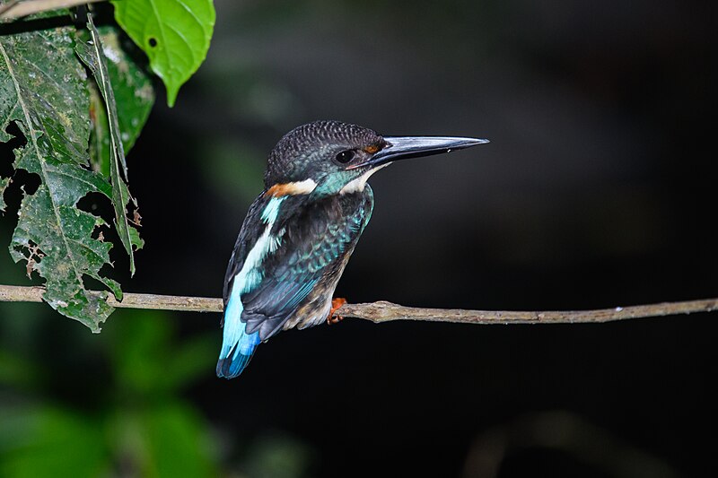 Malaysian Blue-banded Kingfisher (Alcedo peninsulae) photo