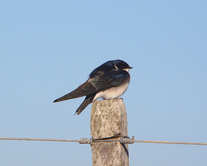 Chilean Swallow (Tachycineta leucopyga) photo