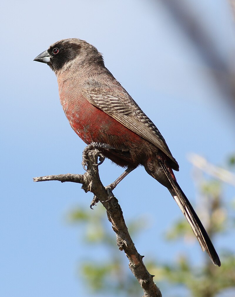 Black-faced Waxbill (Brunhilda erythronotos) photo
