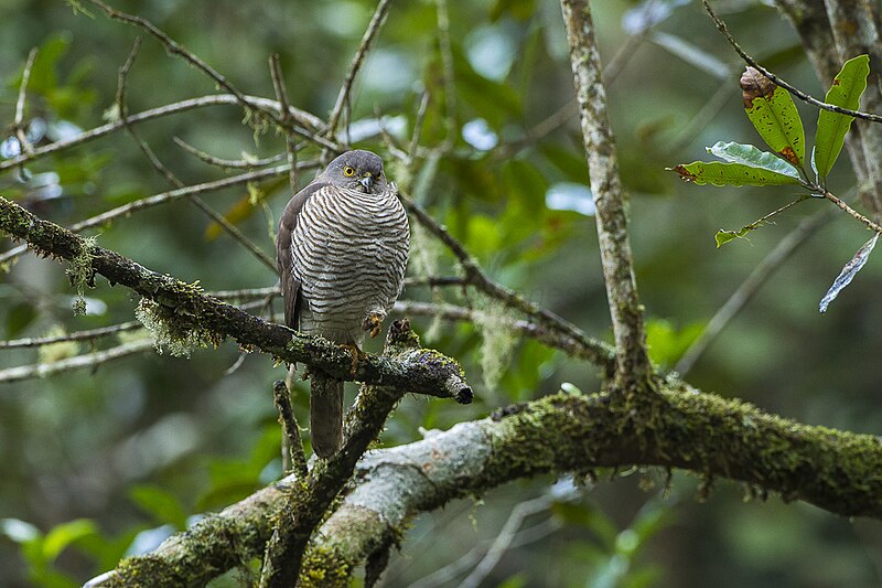 Madagascar Sparrowhawk (Accipiter madagascariensis) photo