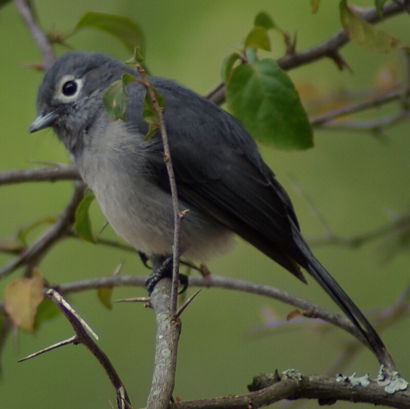 White-eyed Slaty-Flycatcher (Melaenornis fischeri) photo