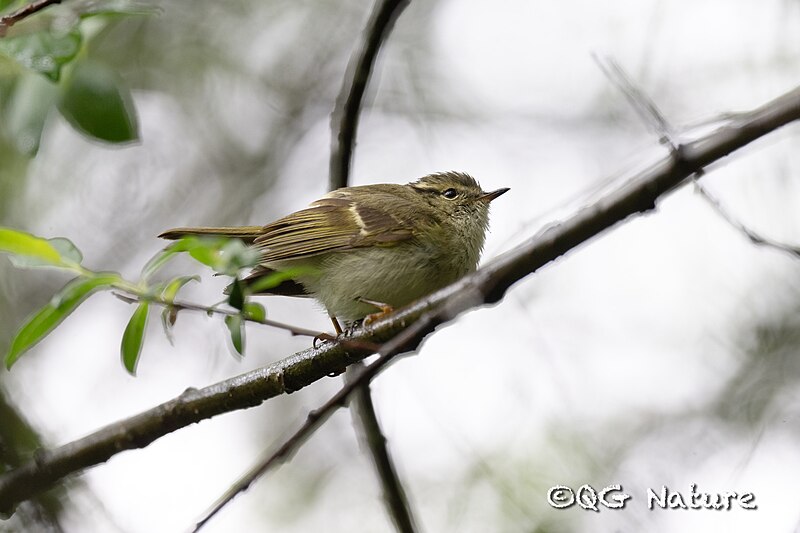 Sichuan Leaf Warbler (Phylloscopus forresti) photo