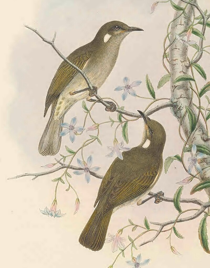 Scrub Honeyeater (Meliphaga albonotata) photo