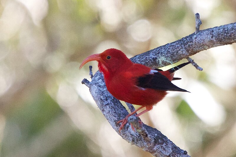 Iiwi (Drepanis coccinea) photo