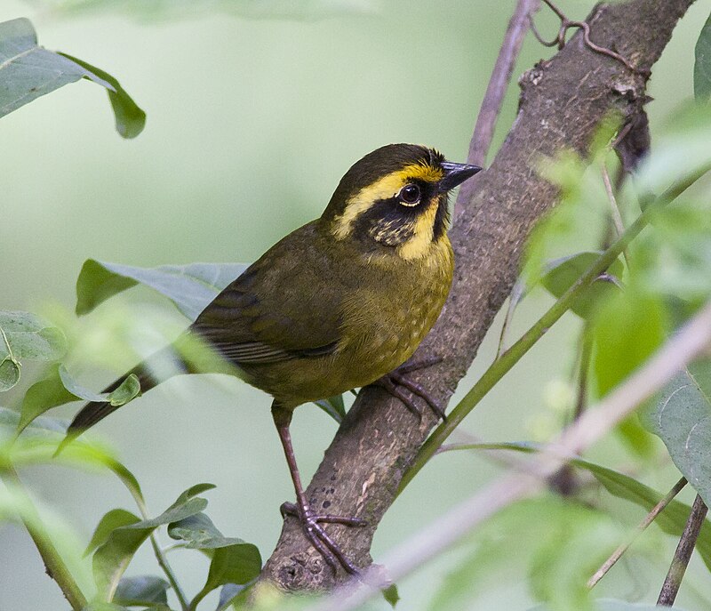 Yellow-striped Brushfinch (Atlapetes citrinellus) photo