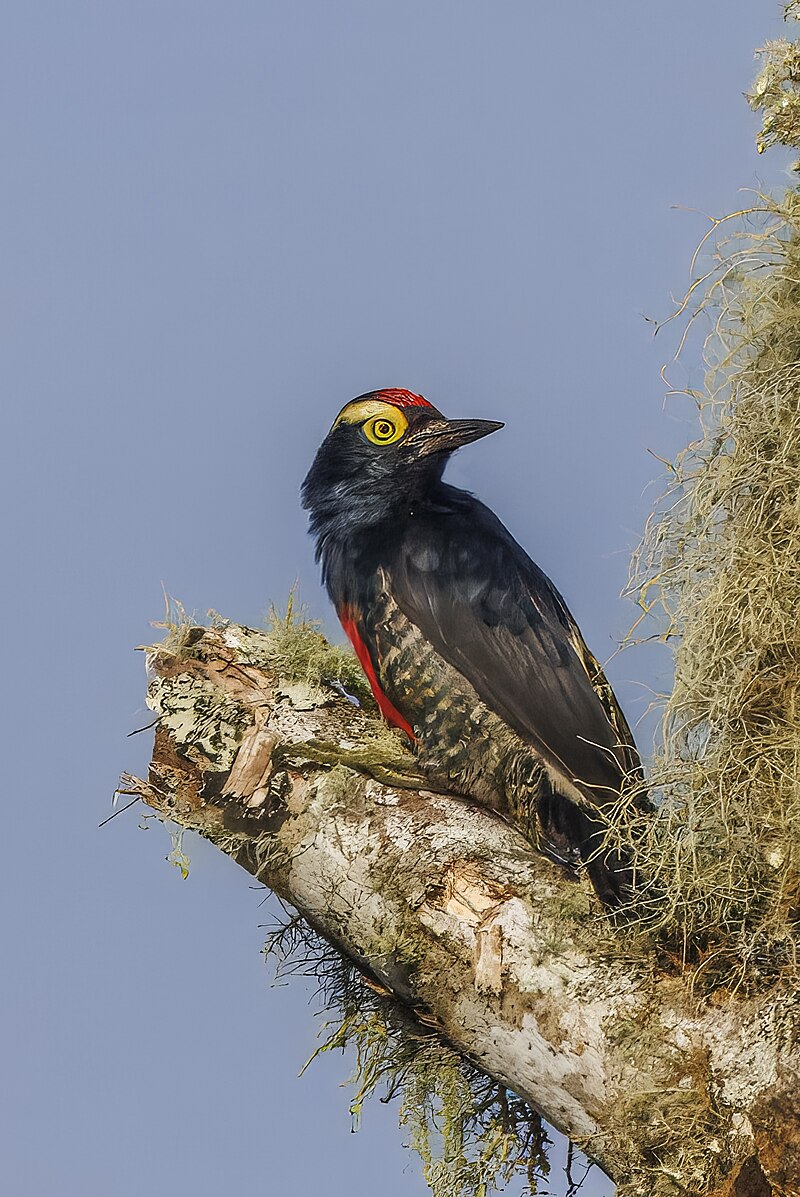 Yellow-tufted Woodpecker (Melanerpes cruentatus) photo