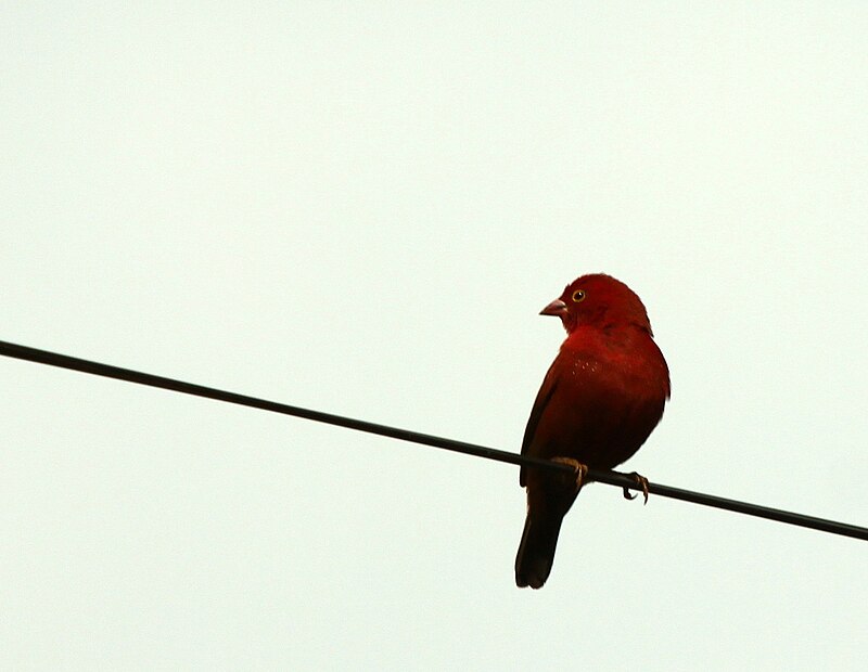 Black-bellied Firefinch (Lagonosticta rara) photo