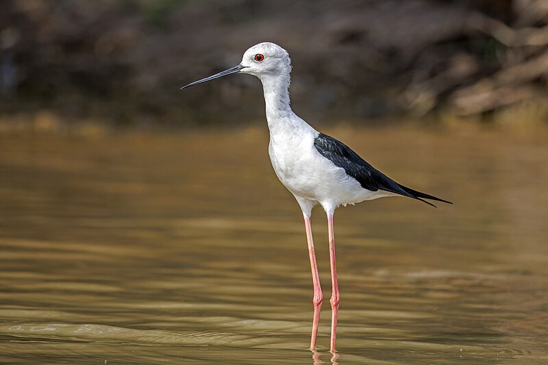 Black-winged Stilt (Himantopus himantopus) photo