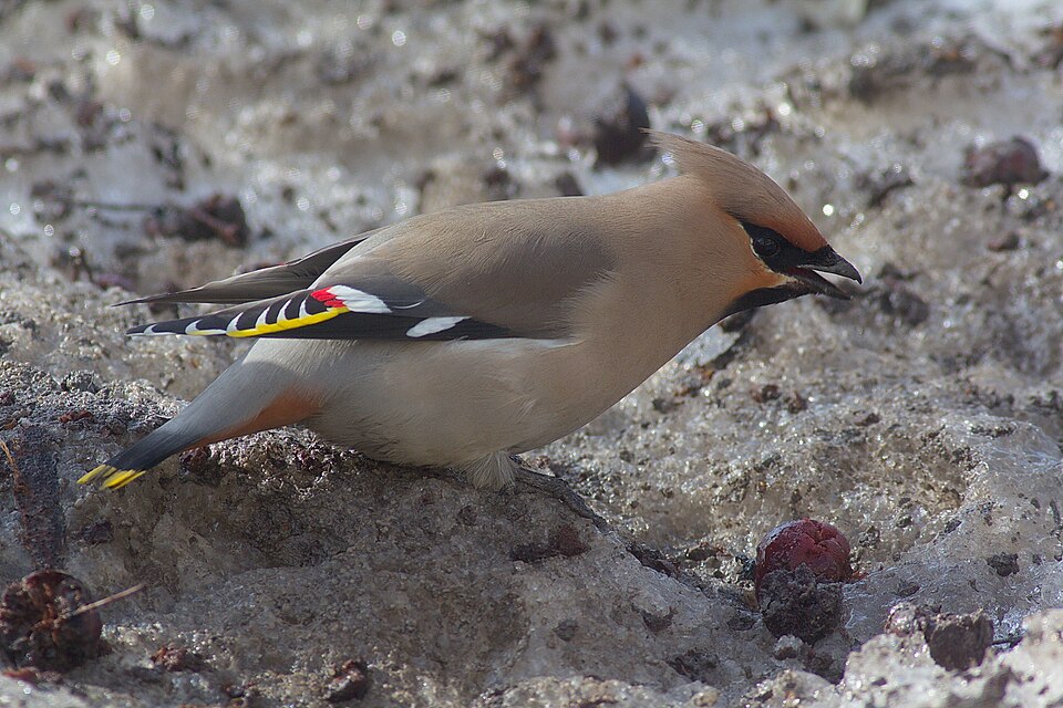Bohemian Waxwing (Bombycilla garrulus)