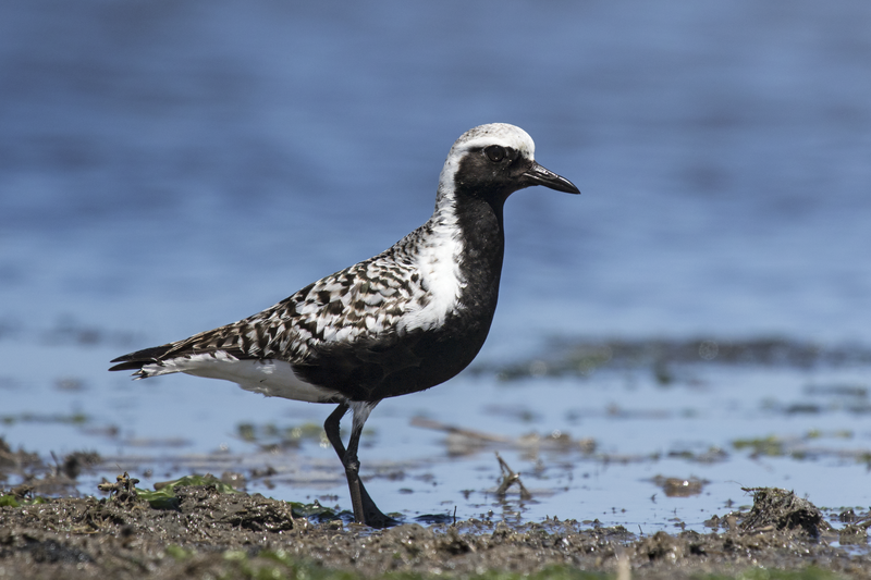 Black-bellied Plover (Pluvialis squatarola) photo