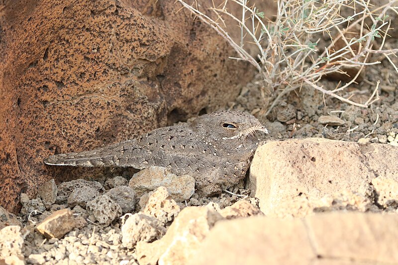 Star-spotted Nightjar (Caprimulgus stellatus) photo