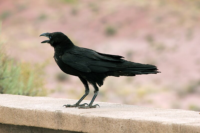 Chihuahuan Raven (Corvus cryptoleucus) photo