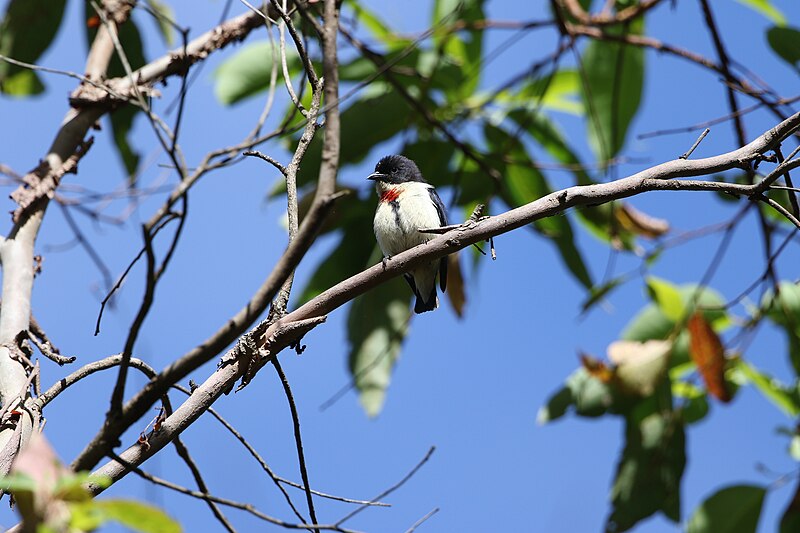 Timor Flowerpecker (Dicaeum hanieli) photo