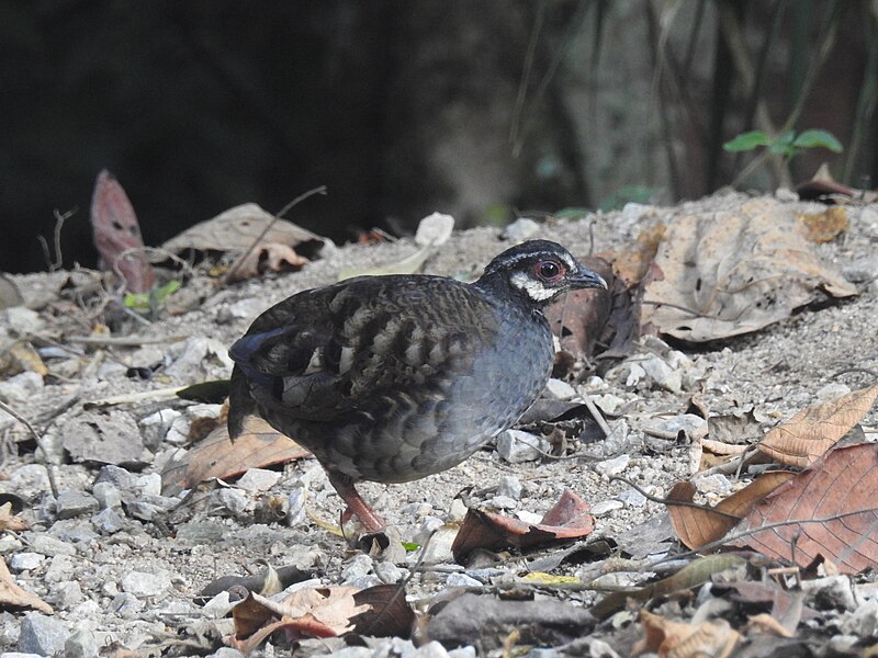 Malayan Partridge (Arborophila campbelli) photo