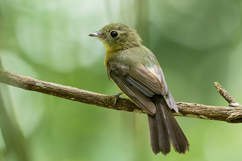 Whiskered Flycatcher (Myiobius barbatus) photo