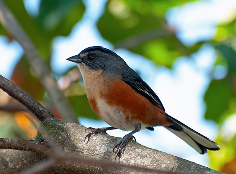Buff-throated Warbling Finch (Microspingus lateralis) photo