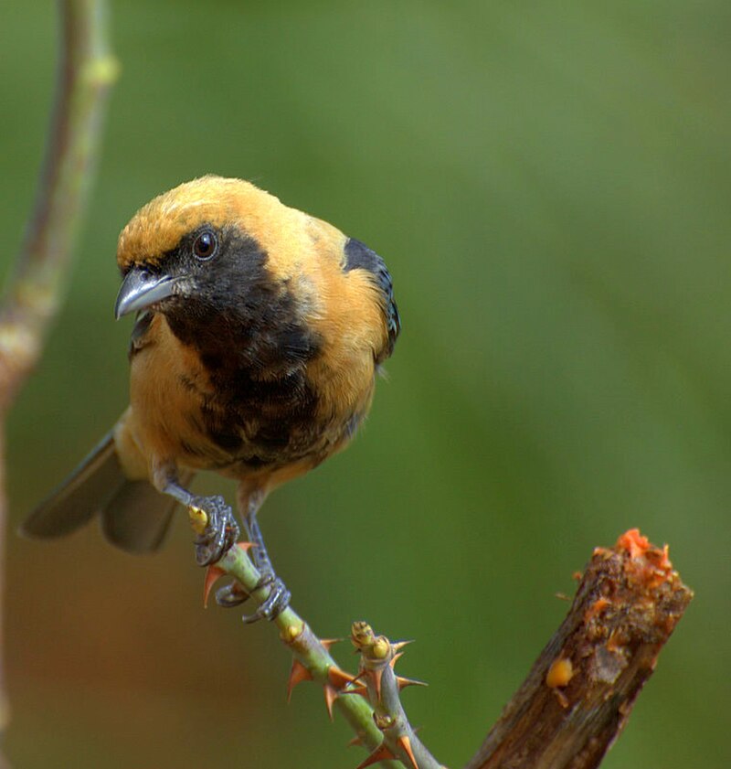 Burnished-buff Tanager (Stilpnia cayana) photo