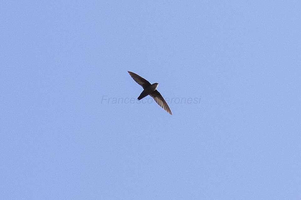 Vaux's Swift (Chaetura vauxi)