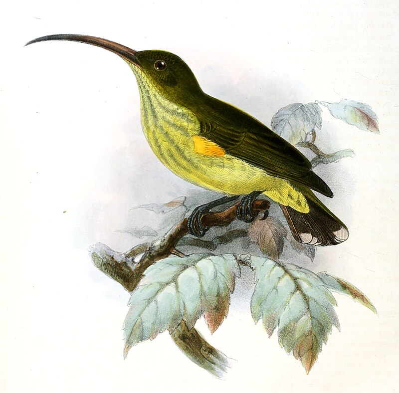 Long-billed Spiderhunter (Arachnothera robusta) photo