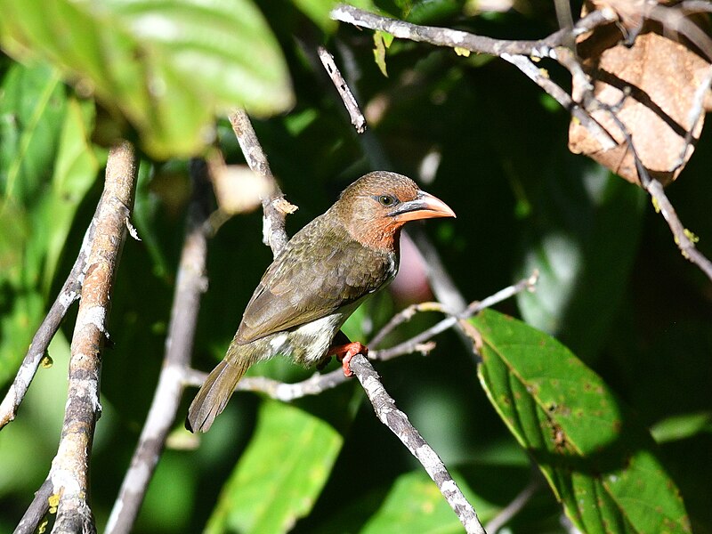 Brown Barbet (Caloramphus fuliginosus) photo