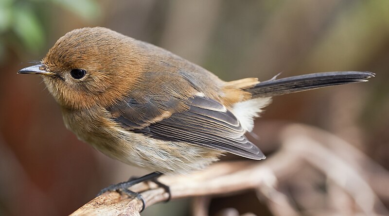 Kauai Elepaio (Chasiempis sclateri) photo