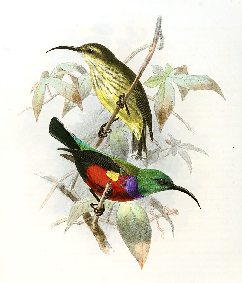Johanna's Sunbird (Cinnyris johannae) photo