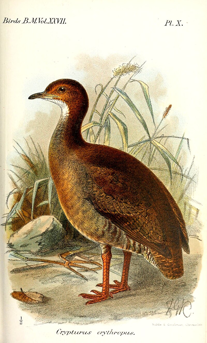 Red-legged Tinamou (Crypturellus erythropus) photo
