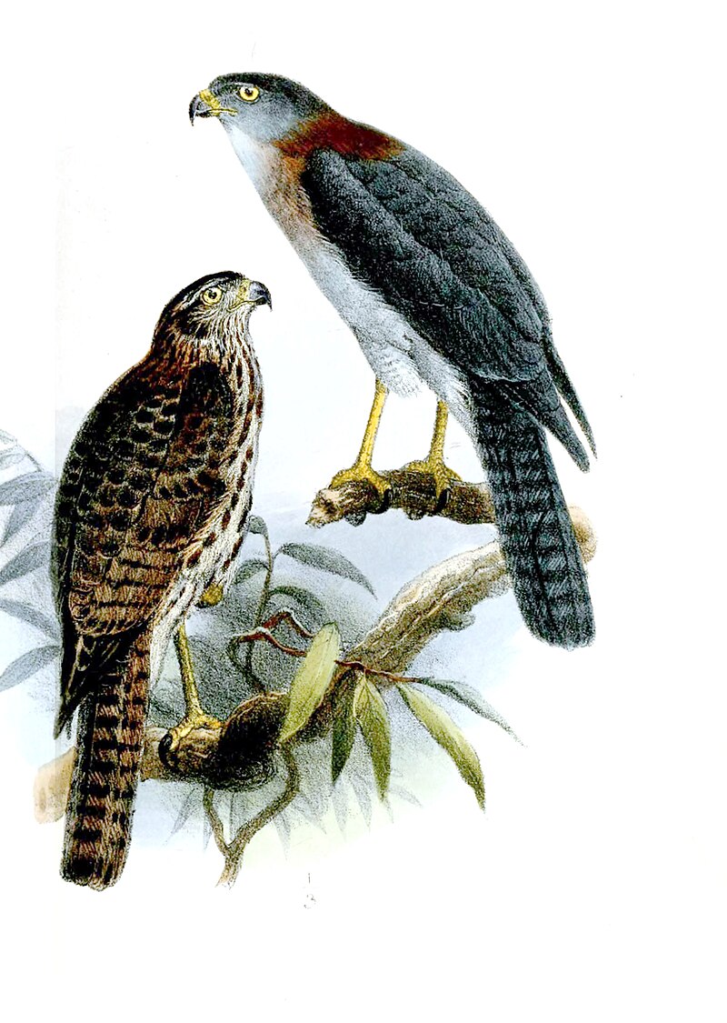 Rufous-necked Sparrowhawk (Tachyspiza erythrauchen) photo