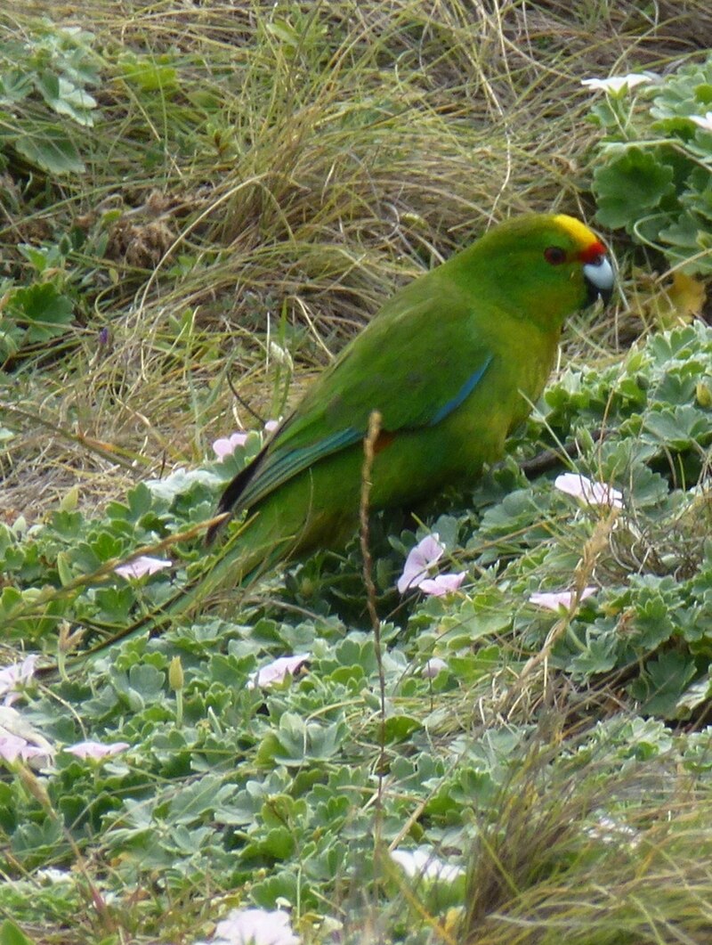 Chatham Islands Parakeet (Cyanoramphus forbesi) photo