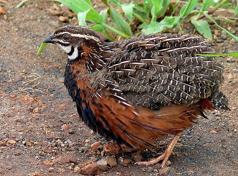 Harlequin Quail (Coturnix delegorguei) photo