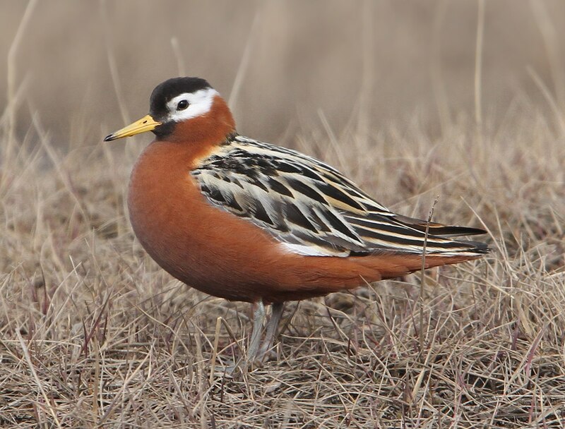 Red Phalarope (Phalaropus fulicarius) photo