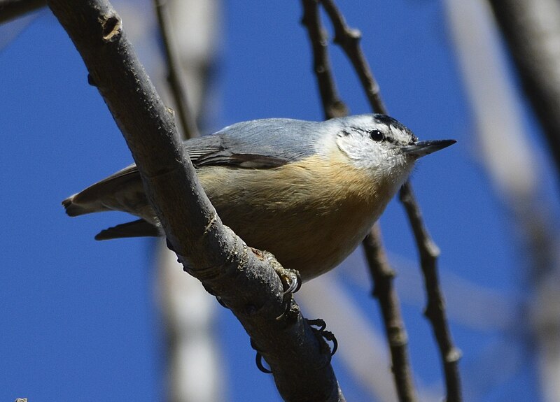 Algerian Nuthatch (Sitta ledanti) photo