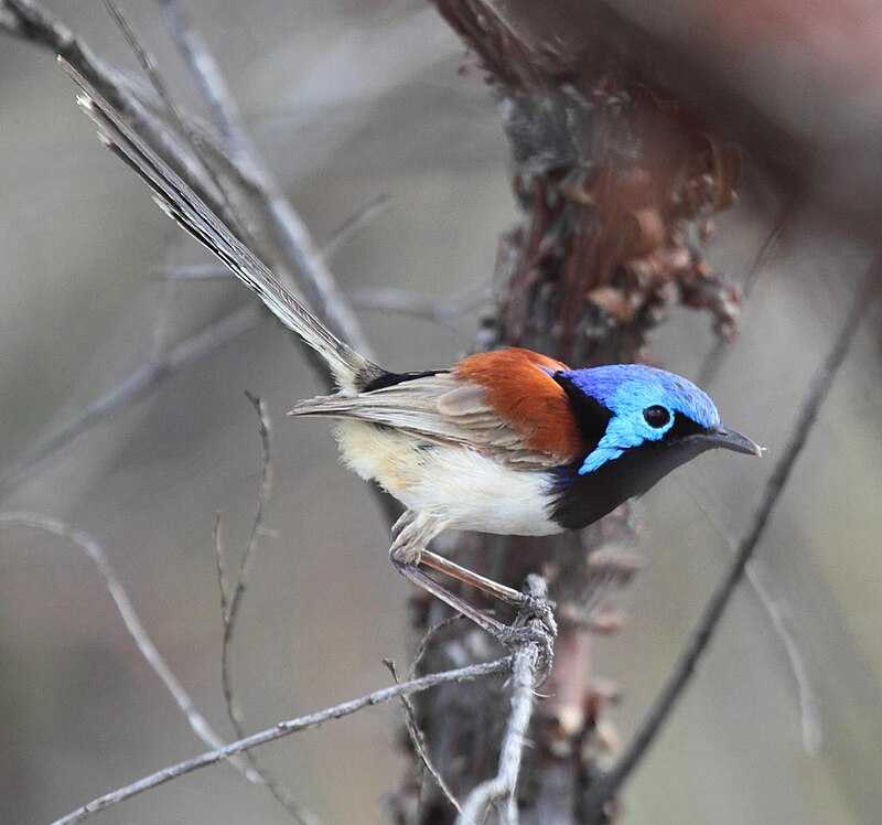 Purple-backed Fairywren (Malurus assimilis) photo