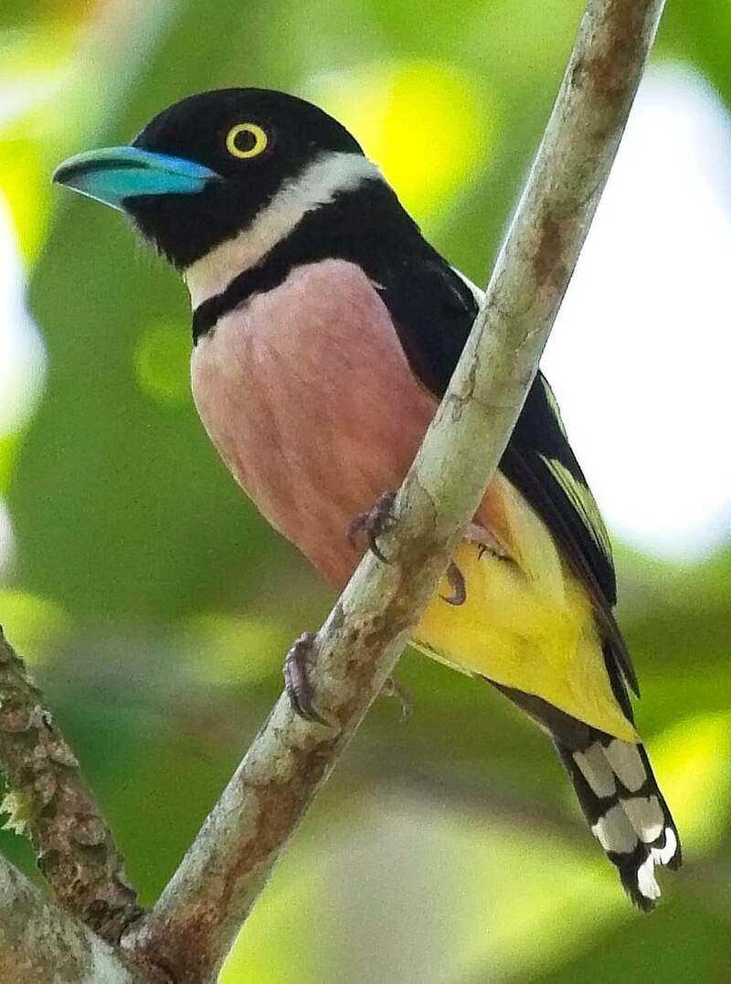 Black-and-yellow Broadbill (Eurylaimus ochromalus) photo