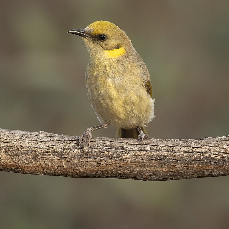 Gray-fronted Honeyeater (Ptilotula plumula) photo