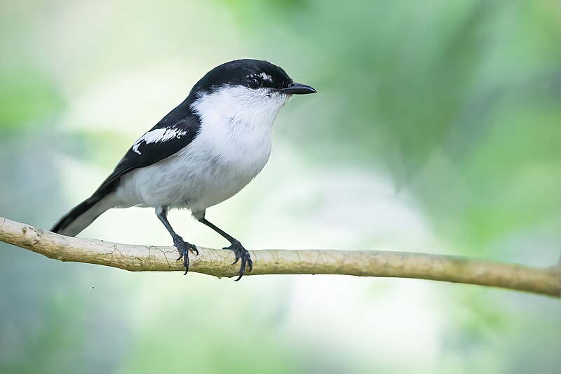 Long-tailed Triller (Lalage leucopyga) photo