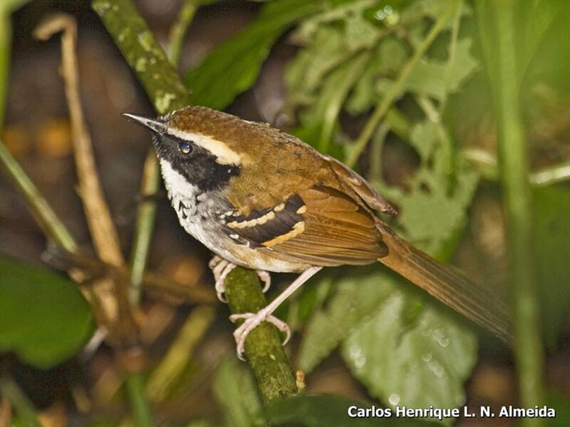 White-bibbed Antbird (Myrmoderus loricatus) photo