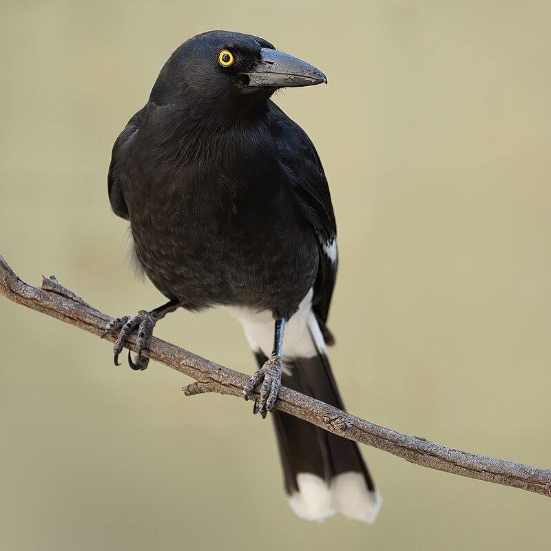 Pied Currawong (Strepera graculina) photo