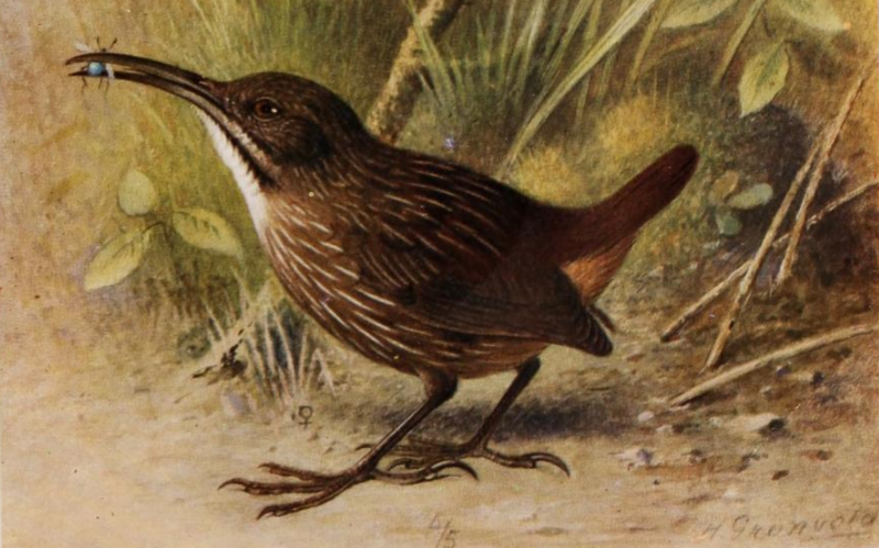 Sumatran Wren-Babbler (Napothera albostriata) photo