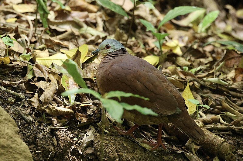 Chiriqui Quail-Dove (Zentrygon chiriquensis) photo