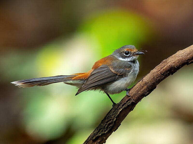 Arafura Fantail (Rhipidura dryas) photo
